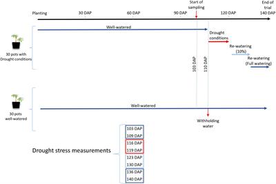 Genetically Different Isolates of the Arbuscular Mycorrhizal Fungus Rhizophagus irregularis Induce Differential Responses to Stress in Cassava